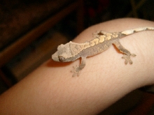 baby crested #2