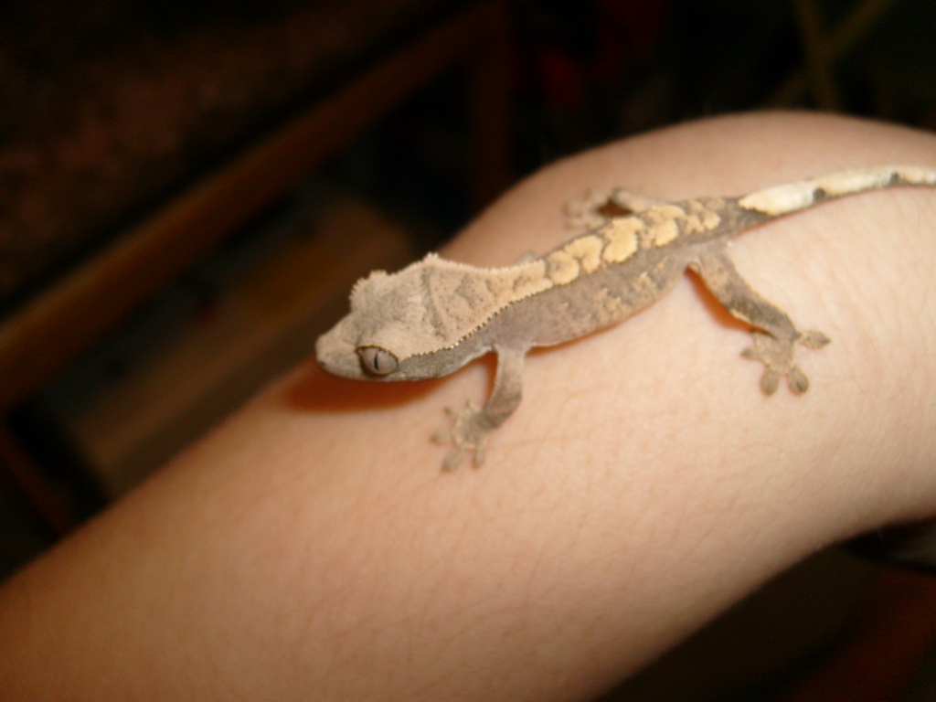 baby crested #2