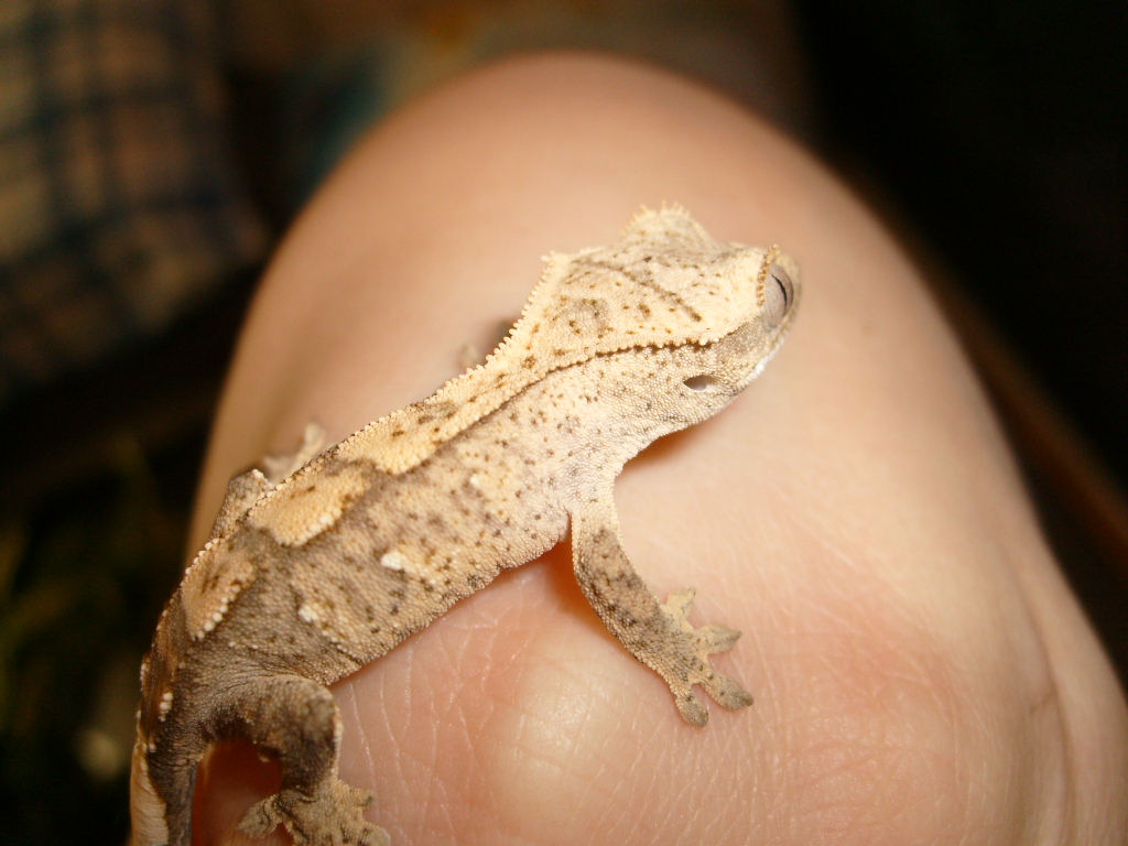 baby crested #3