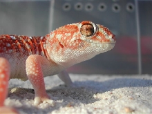 Chondrodactylus Angulifer