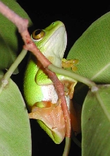 tree frog1