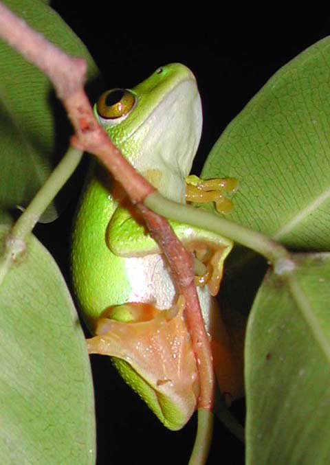tree frog1