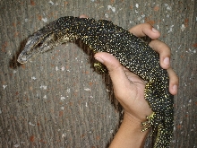 speckled marmoratus
