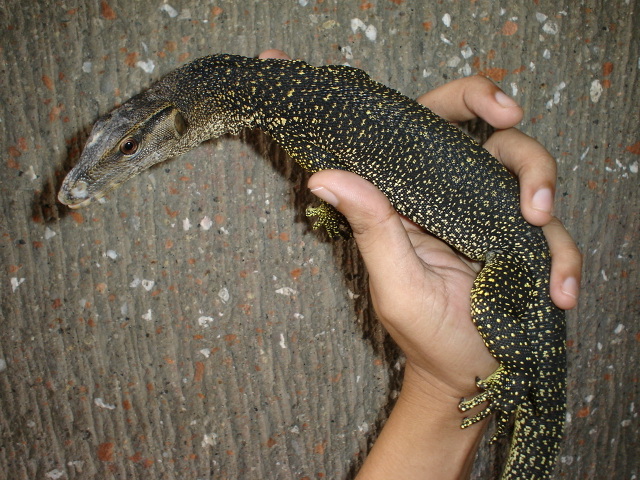 speckled marmoratus