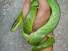 pepito