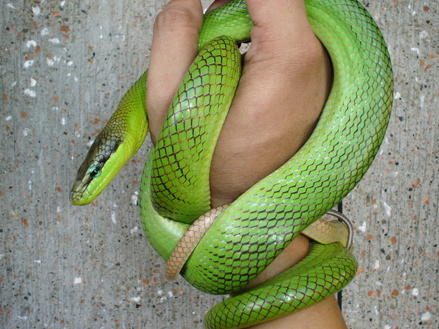pepito