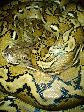 kajot