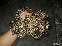 Male