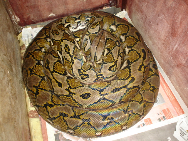 mama