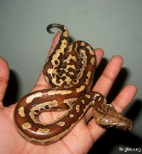 Chocko