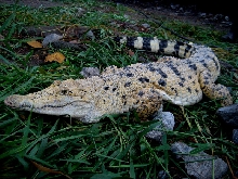 Hypo Philippine Croc