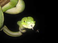 INSECTIVOROUS