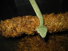 wagleri