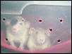 Dumbo Rats begging for attention.