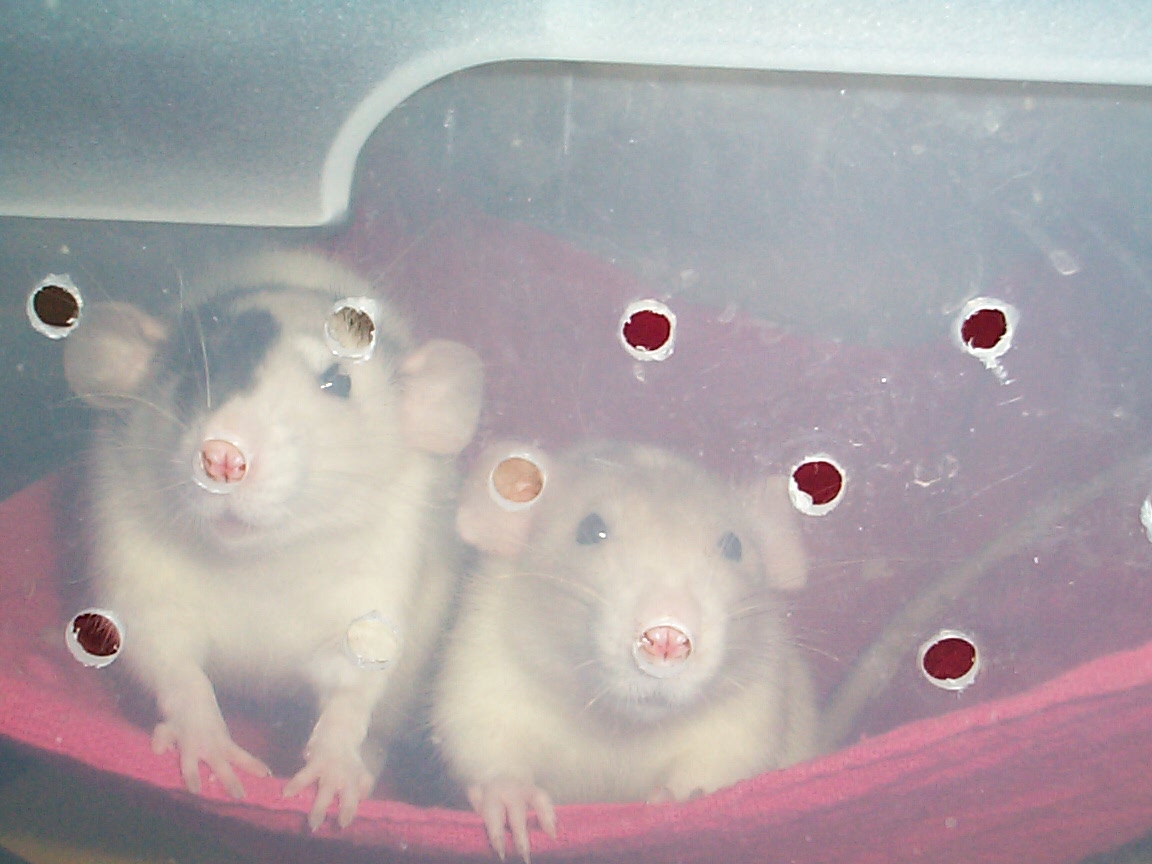 Dumbo Rats begging for attention.