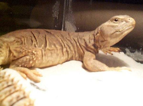 Uro Smile