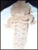 Uro Tail