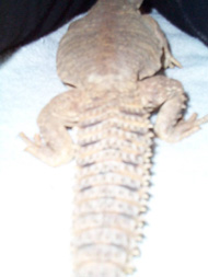Uro Tail