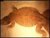 Basking Draco