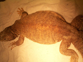 Basking Draco