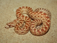 Pacific Gopher Snake, WC Exeter, CA