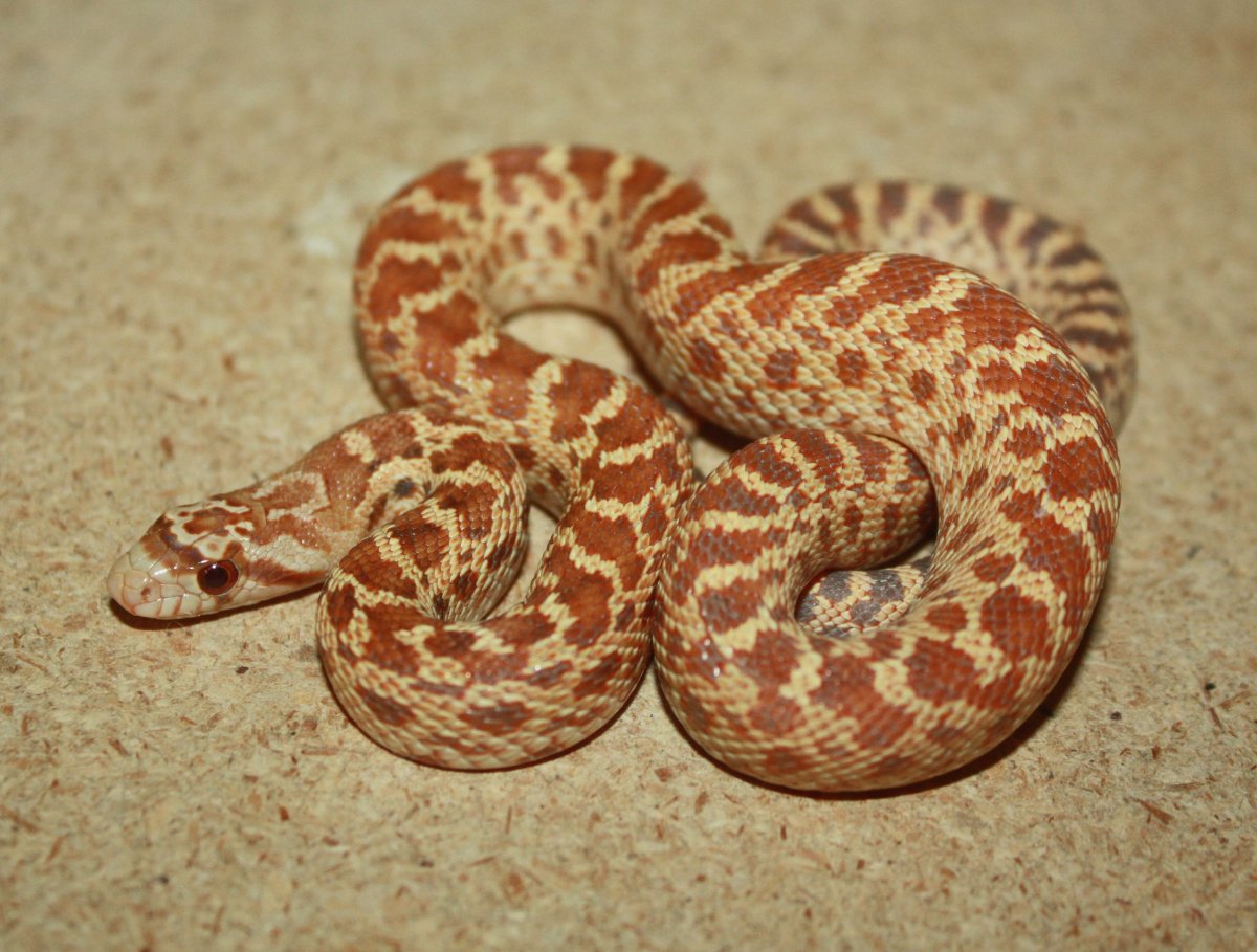 Pacific Gopher Snake, WC Exeter, CA