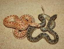 2 WC Pacific Gopher Snakes