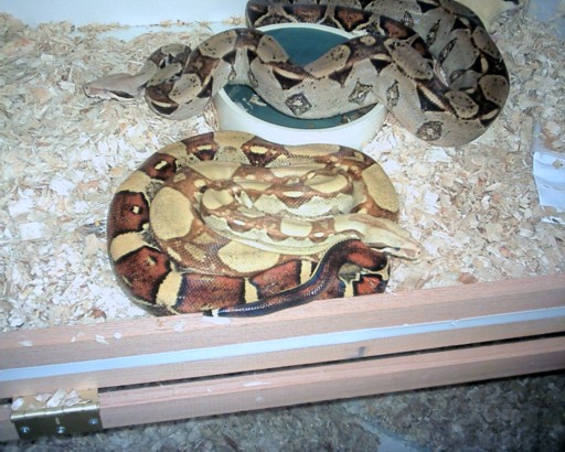 boa pair