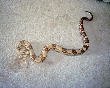 new pic of male