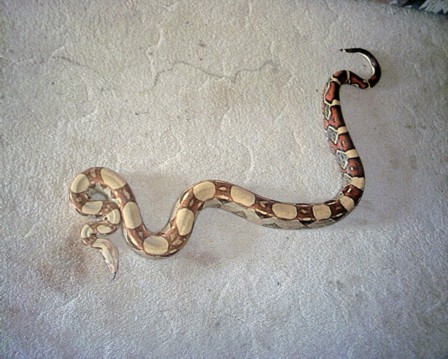 new pic of male