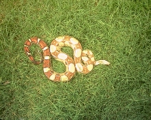 male in grass