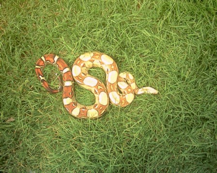 male in grass