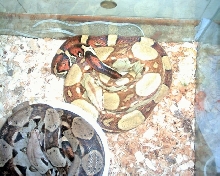 my male