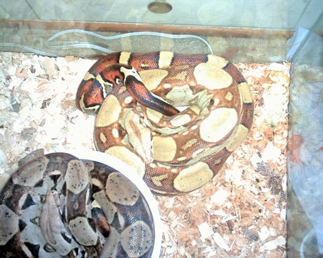 my male