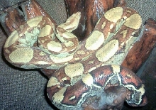 yellow male