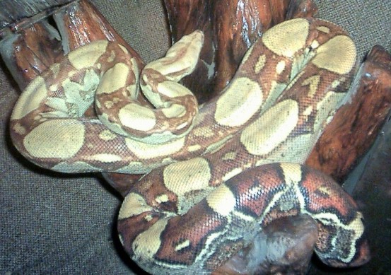 yellow male