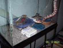 Juliet, Anerythristic Corn Snake, and babies