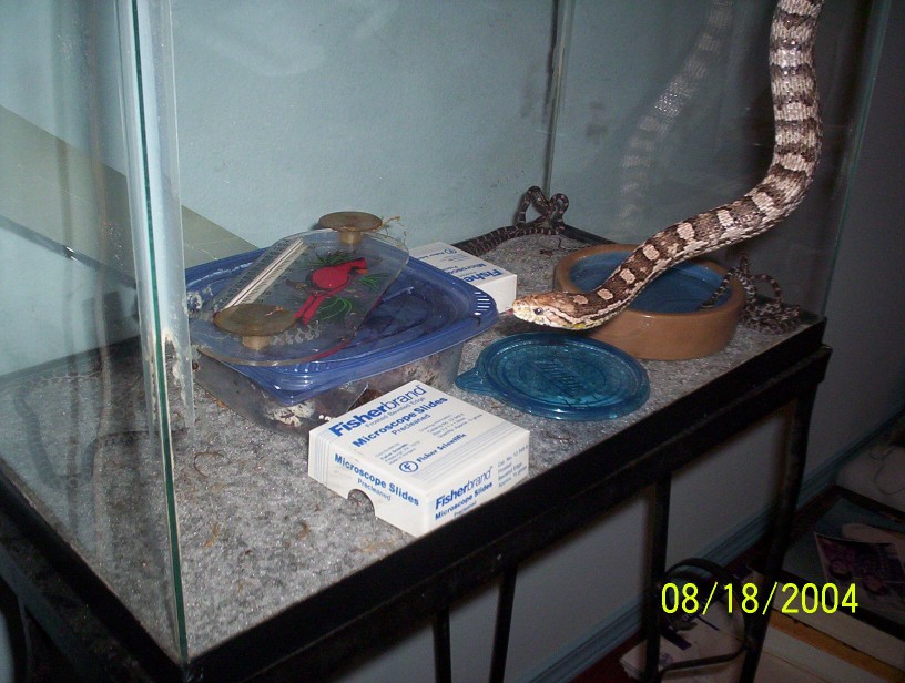 Juliet, Anerythristic Corn Snake, and babies