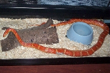 Romeo, Hypomelanistic Corn Snake