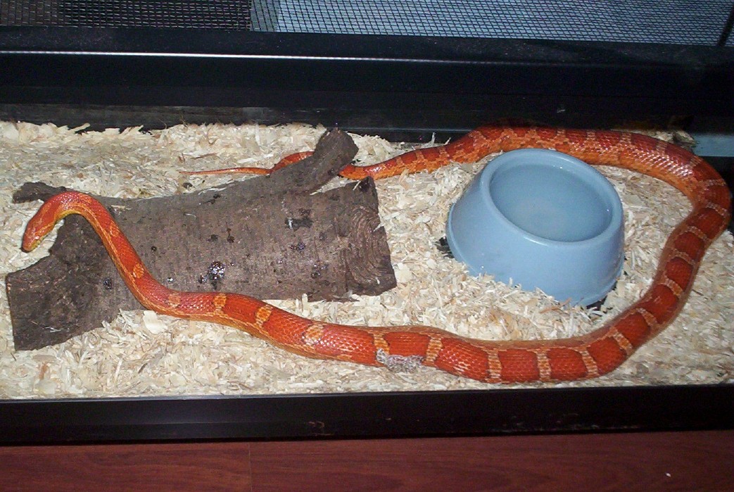 Romeo, Hypomelanistic Corn Snake