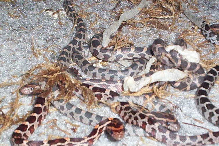 Lets all shed!