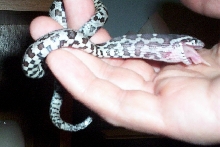 Anerythristic hatchling, first meal