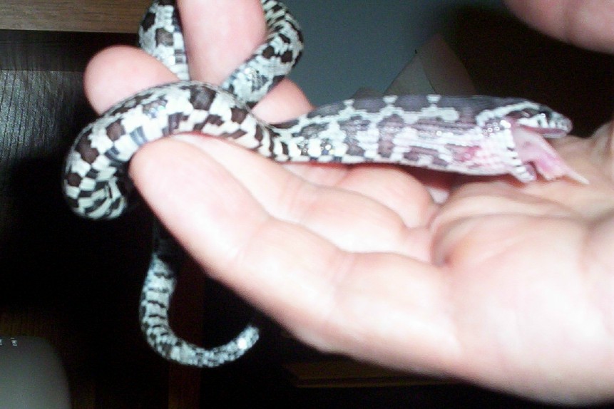 Anerythristic hatchling, first meal