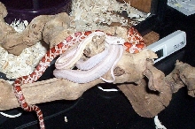Hypo, and Ghost Stripe