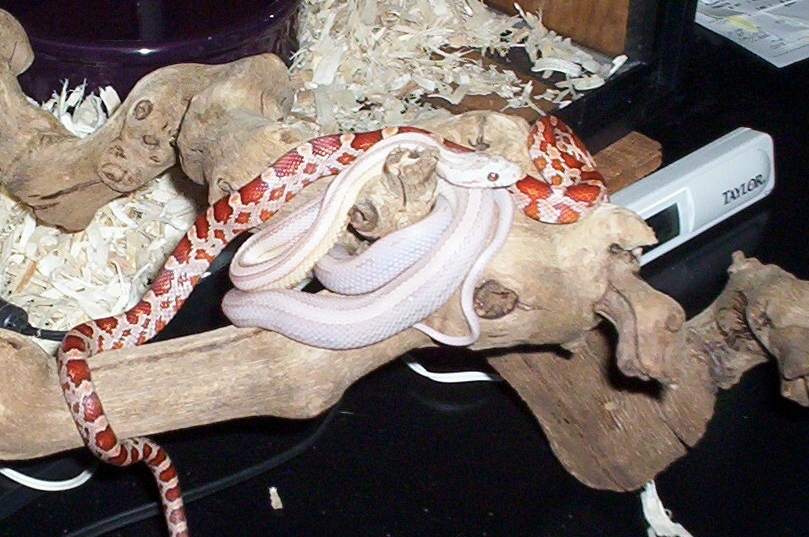 Hypo, and Ghost Stripe