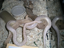 Ghost Stripe Male: "Tundra"