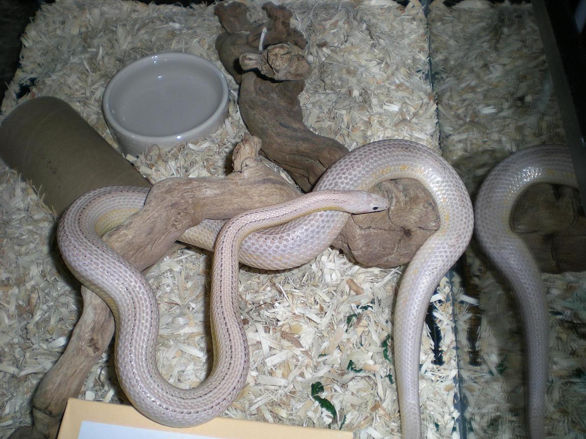 Ghost Stripe Male: "Tundra"