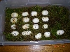 Hypo Stripe Eggs, May 2010