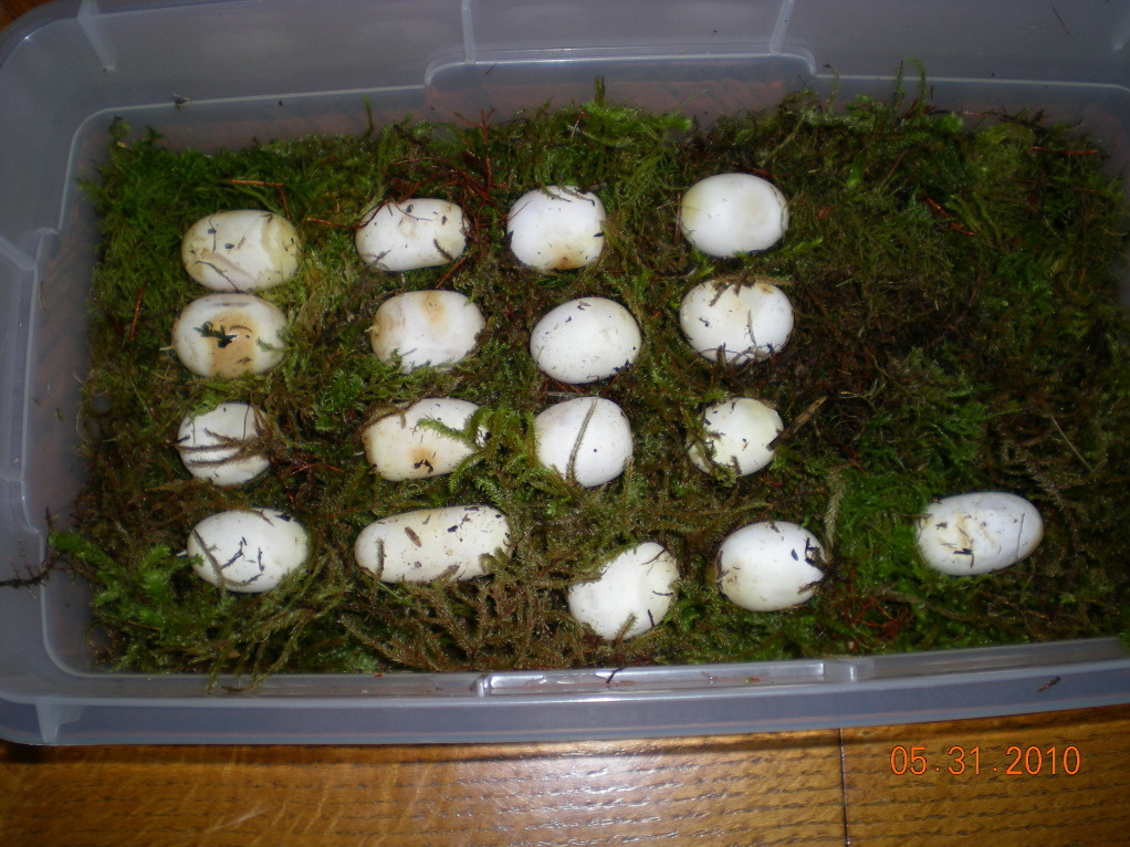 Hypo Stripe Eggs, May 2010