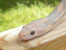 Lavender head shot